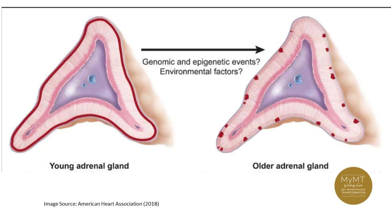 Ageing Adrenal Gland Logo