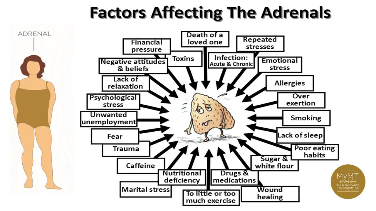 Factors affecting the Adrenals