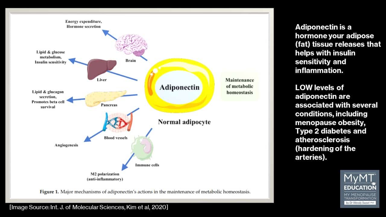 Adiponectin role in inflammation for MyMT Education