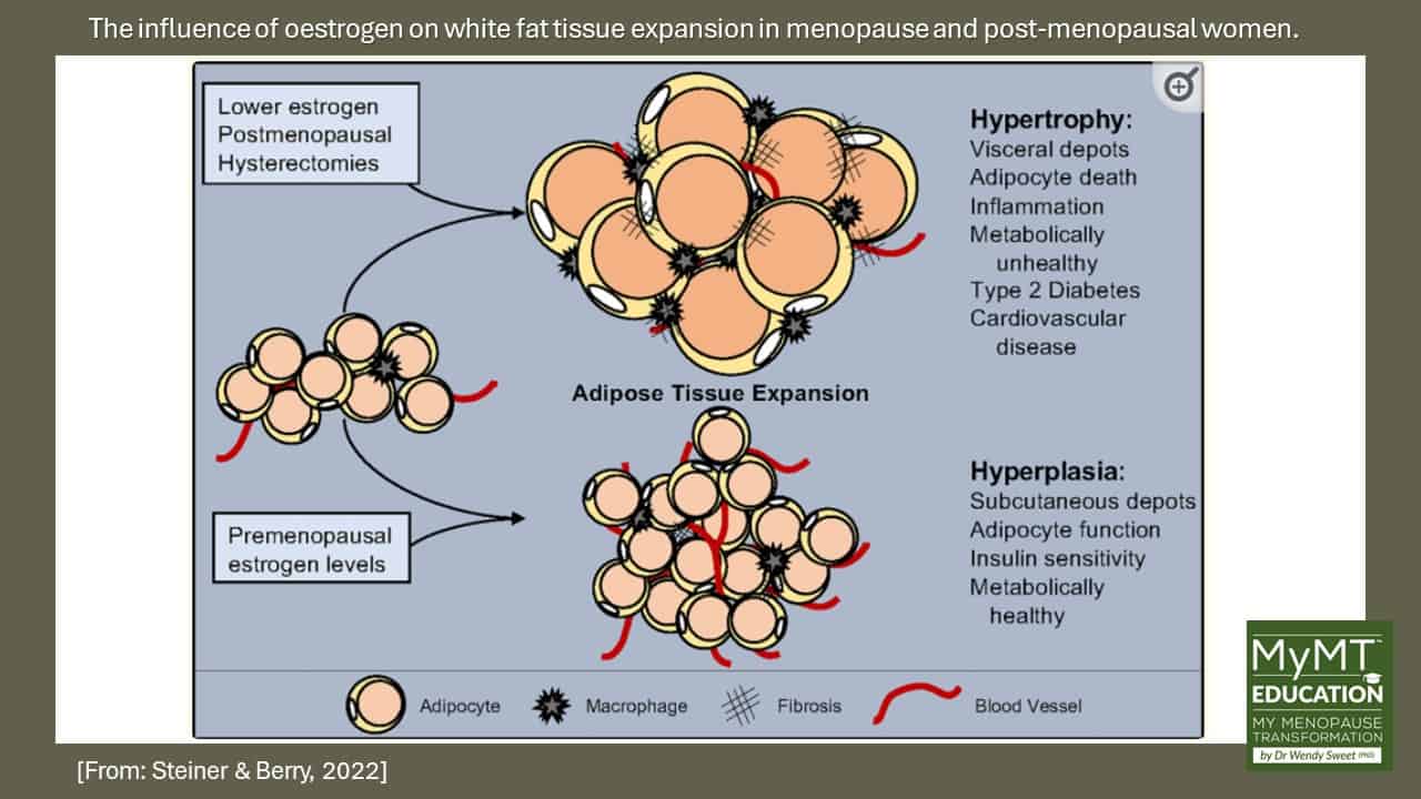 Influence of oestrogen on fat tissue hypertrophy