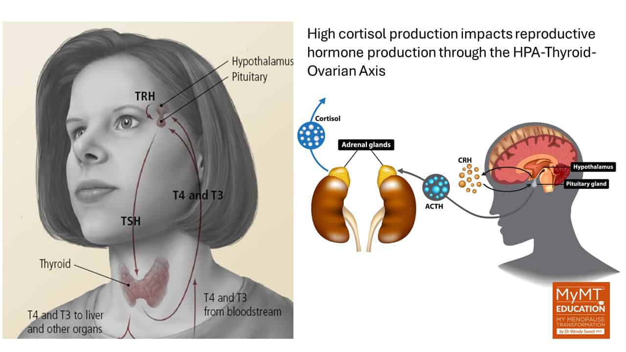 HPA Thyroid Axis and Cortisol