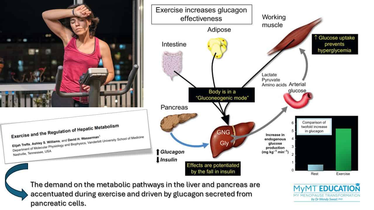 Liver Demands during Exercise Diagram and Article Snippet MyMT Education