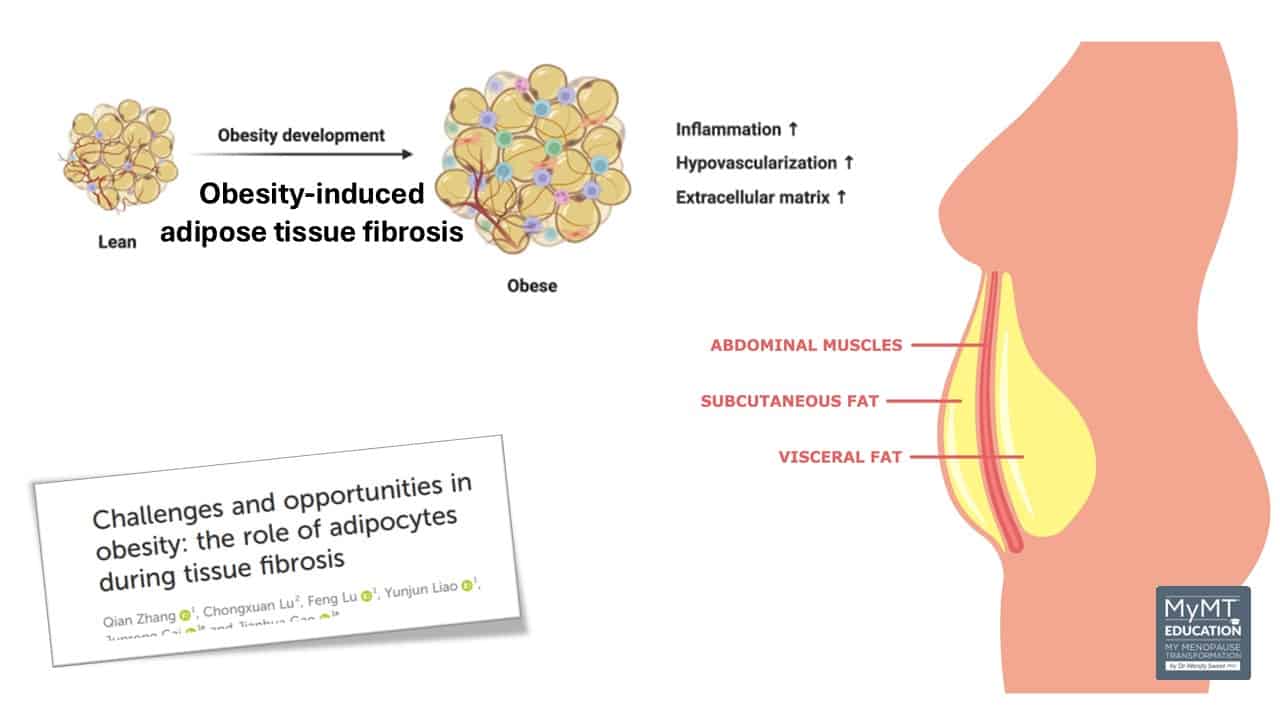 Obesity Induced Tissue Fibrosis and Article Snippet