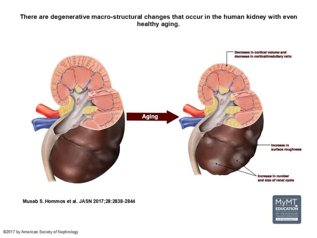 Kidneys Aging Slide JAMA and Logo