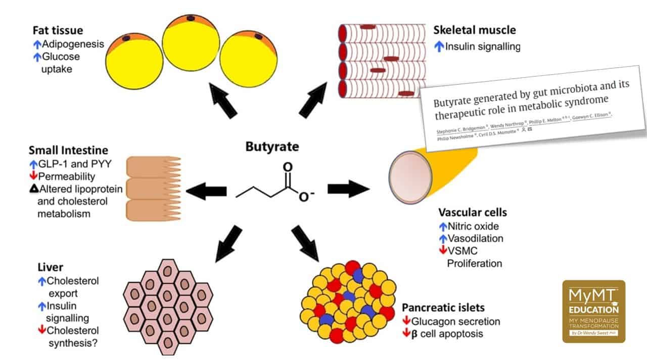 2026 Butyrate and Skeletal Muscle Function and Snippet