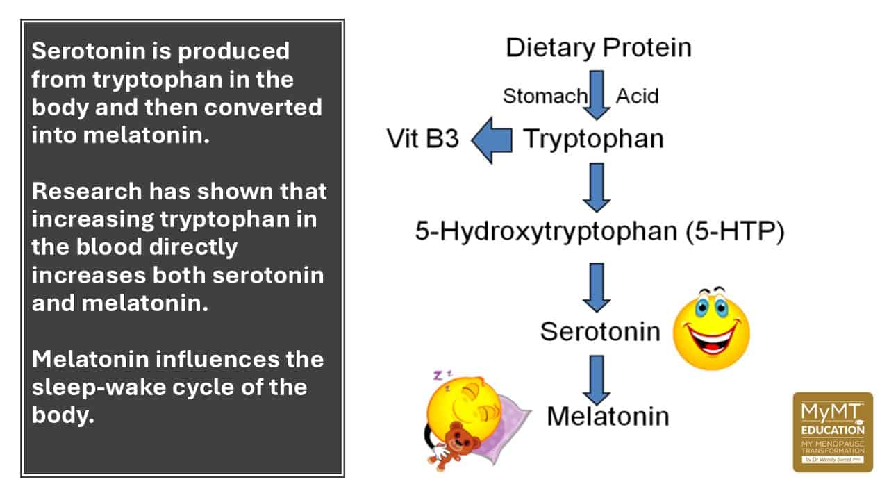 2026 Melatonin and Tryptophan Conversion Pathway